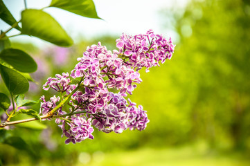 Fototapeta na wymiar Green leaves and purple flowering, developed lilac flower.