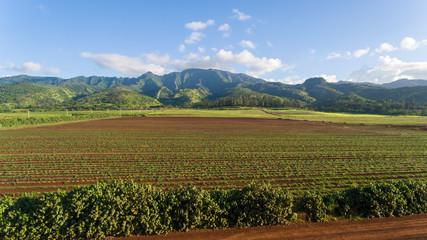 Fototapeta na wymiar Aerial view of a Sunflower Farm on the north shore of Oahu Hawaii