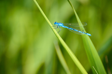 Gracious fawn, blue dragonfly resting on a leaf on the shore of the lake.