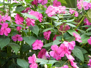 Paisajes, animales y mas