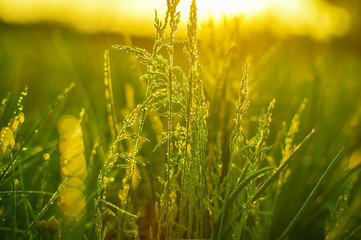 Green bush of grass with ears is covered with dew drops. .Natural lighting effects. Water drops close up. Shallow depth of field. Selective focus, handmade artistic image of nature. Floral landscape