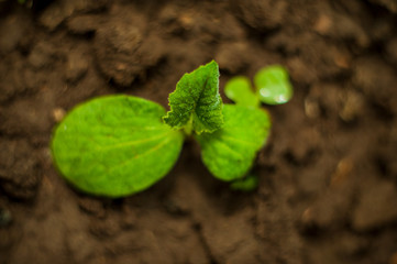 Young green pumpkin sprouts in garden