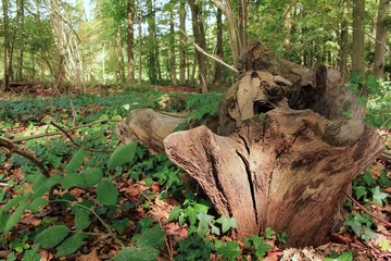 die alte Wurzel am Waldboden