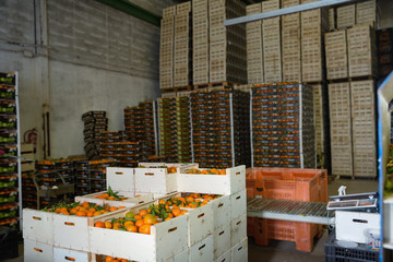 Stacks of fruit boxes with fresh ripe mandarin oranges in storage warehouse © JackF