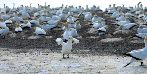 Tölpel in Neuseeland am Cape Kidnappers