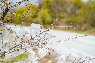 Barren shrub with shreds of white plastic bags standing next to a road, plastic pollution an environmental problem