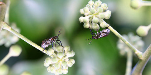 Colorful Beetles on green ivy fruits that move towards each other...