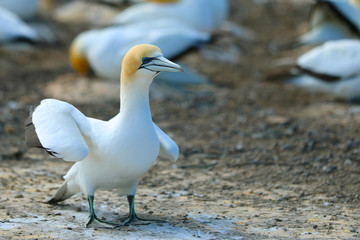Obraz premium Tölpel in Neuseeland am Cape Kidnappers