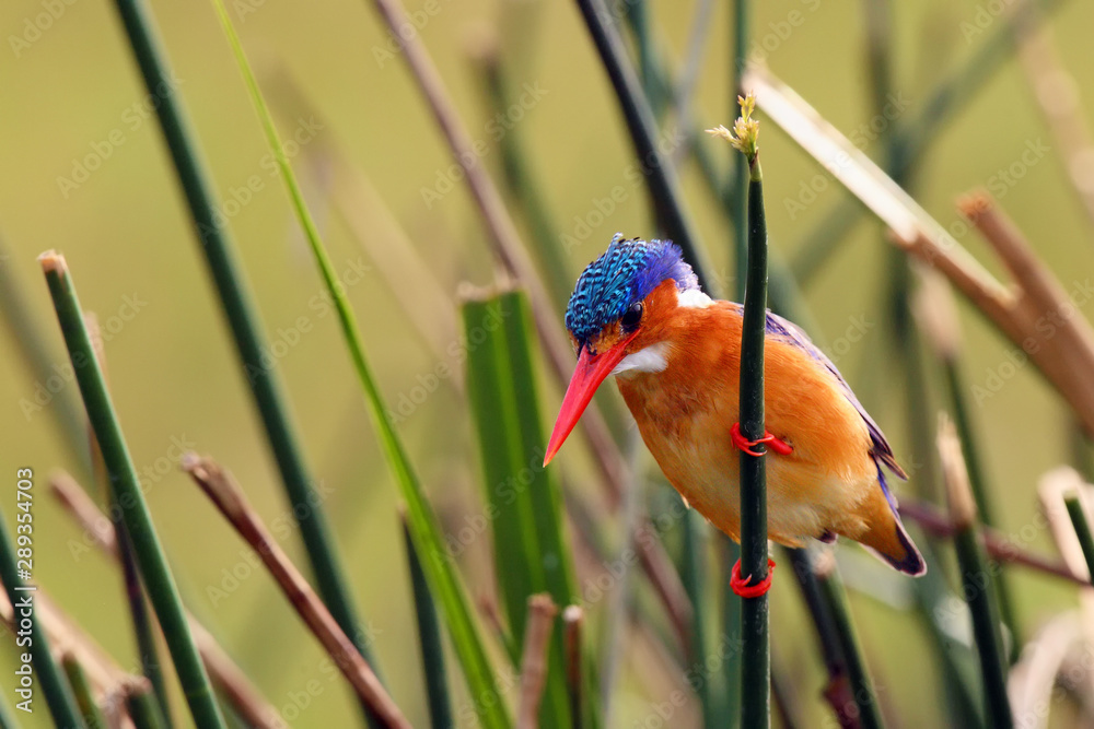 Wall mural Malachite kingfisher (Corythornis cristatus) sitting on a reed with green background by the river Nile. Small fisherman on the river.