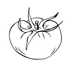 vector tomato outline illustration isolated on white background. Hand drawn tomatoe icon. vintage hand sketch tomato. vector outline illustration for coloring or farm logo concept. Farm market product
