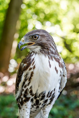 Hawk, wildlife, hawk detail 