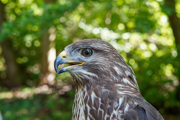 Hawk, wildlife, hawk detail 