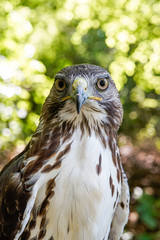 Hawk, wildlife, hawk detail 