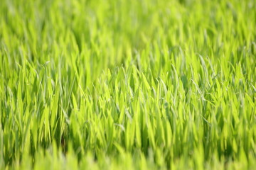 Fototapeta premium grass with water drops of dew