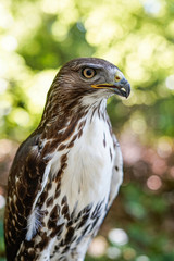 Hawk, wildlife, hawk detail 