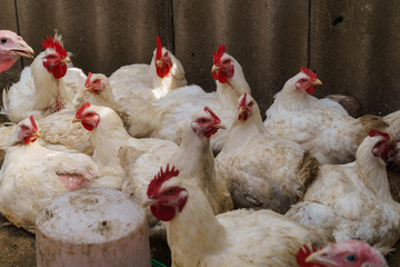 A flock of white domestic broiler chickens on an ecological farm walking in a bird pen.