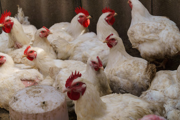 A flock of white domestic broiler chickens on an ecological farm walking in a bird pen.