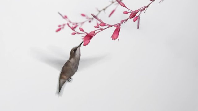 An immature male Costa's hummingbird hovers as he gets nectar from the pink yucca flowers above him then he zips out of the frame for a few seconds before flying back in farther away.