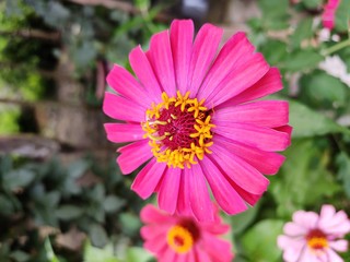 Fototapeta premium pink flower in the garden
