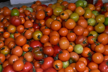 Ripe red tomatoes in a big pile and on a branch.