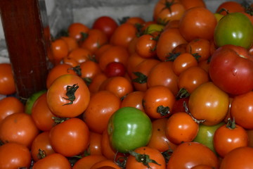 Ripe red tomatoes in a big pile and on a branch.