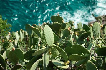 Cactus and the sea