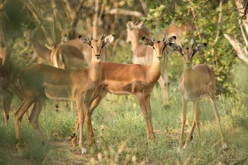 Herd of impalas standing and staring in the Kruger National Park, South Africa, wildlife scene from Africa, beautifil african mammals
