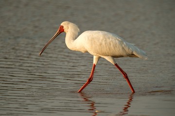 African spoonbill (Platalea alba) standing in water with reflection, Kruger National Park, South Africa, wildlife scene, exotic birding in Africa