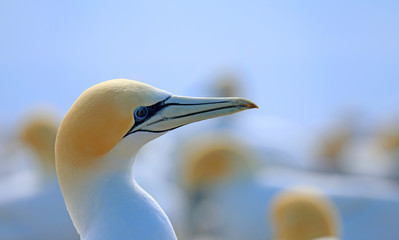 Tölpel in Neuseeland am Cape Kidnappers
