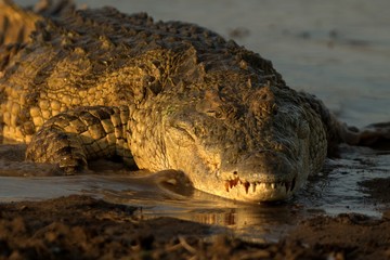 Portrait of nile crocodile (crocodylus niloticus) on riverbank with last light of day -Kruger National Park (South Africa), african reptile, exotic adventure in Africa, safari