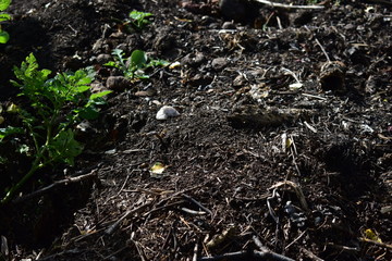 Compost heap of leftover food and fertilizer.