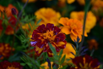 Flowers marigold triploid Zenith Golden yellow in the water droplets.