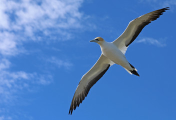 Tölpel in Neuseeland am Cape Kidnappers