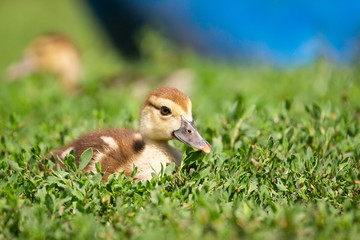duckling on the grass
