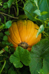 Large orange pumpkin in a vegetable garden on a farm.