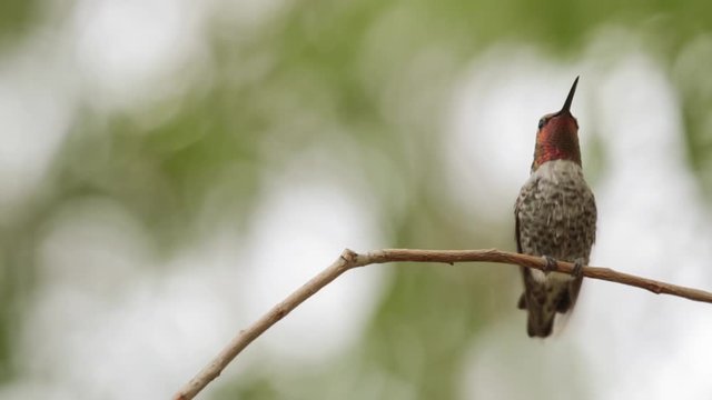 Video with sound of a male Anna's hummingbird landing on a small willow branch to watch for intruders in his tree and singing to let others know this is his territory. 