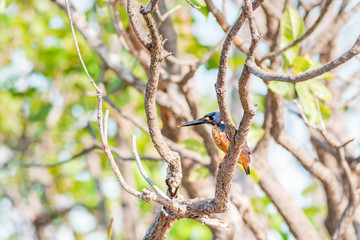 Kingfisher resting at a branch at the Yellow Water with the amazing Landscape of the Kakadu National Park on a moody morning with fog and stunning nature and reflections, Northern Territory, Australia