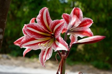 Amaryllis Lily Dutch Giant Bulb – Amaryllis Lily flowers, with the blurry background of nature.