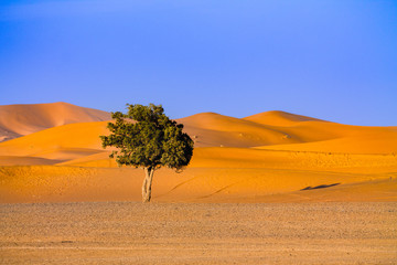 Fototapeta na wymiar Lonely tree in the Sahara desert in the background of dunes and clear sky. Scenery