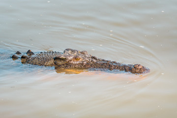 Saltwater crocodile in Yellow Water swimming in a Billabong on a morning mist cruise between trees and smooth water with mirror effect, Kakadu National Park, Northern Territory, Australia