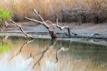 Kingfisher resting at a branch at the Yellow Water with the amazing Landscape of the Kakadu National Park on a moody morning with fog and stunning nature and reflections, Northern Territory, Australia