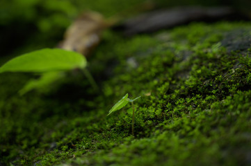 Beautiful Green Macro background with copyspace