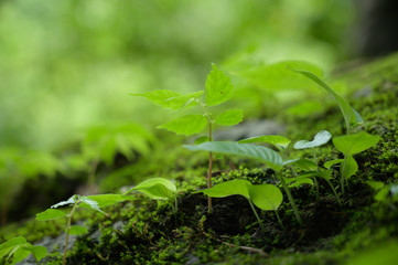 Beautiful Green Macro background with copyspace