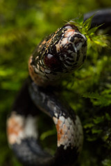 Ornate Snail Eating Snake (Dipsas catesbeyi)
