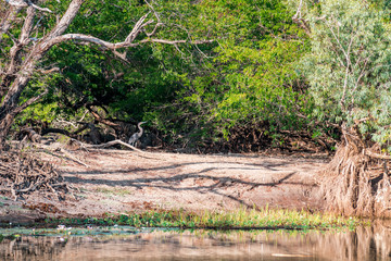 cormorant heron resting on a tree at the Yellow Water with the amazing Landscape of the Kakadu National Park on a moody morning with fog, stunning nature and reflections, Northern Territory, Australia