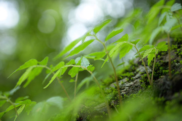 Beautiful Green Macro background with copyspace