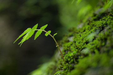 Beautiful Green Macro background with copyspace