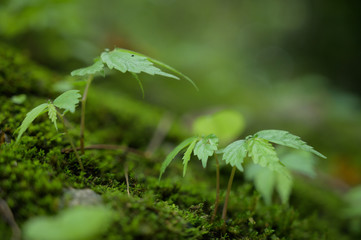Beautiful Green Macro background with copyspace