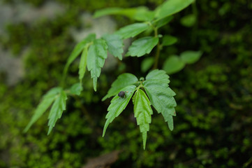 Beautiful Green Macro background with copyspace