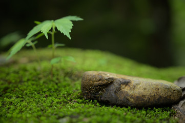 Beautiful Green Macro background with copyspace
